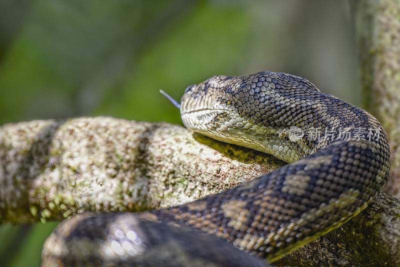 地毯蟒(Morelia spilota)